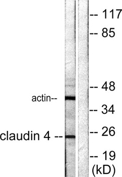 Claudin-4 antibody