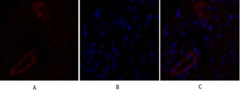 Claudin 5 antibody