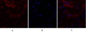 Claudin 5 antibody