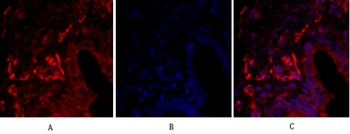 Claudin 5 antibody