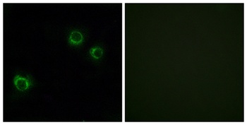 Claudin-6 antibody