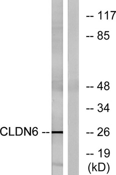 Claudin-6 rabbit pAb