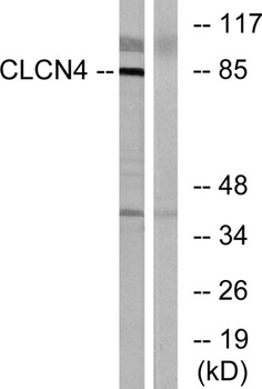 CLC-4 rabbit pAb