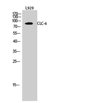 CLC-6 rabbit pAb