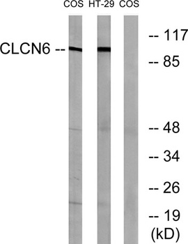 CLC-6 antibody