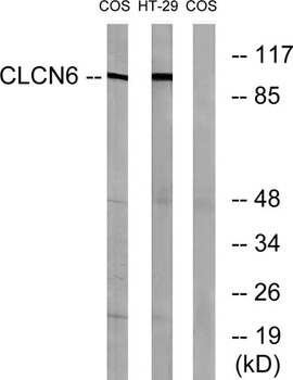 CLC-6 rabbit pAb