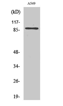 CLC-7 rabbit pAb Antibody