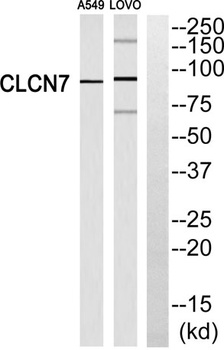 CLC-7 rabbit pAb