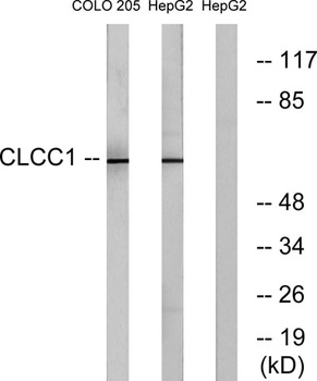 CLCC1 rabbit pAb