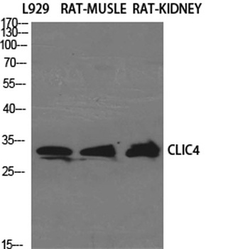 CLIC4 rabbit pAb Antibody