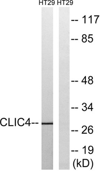 CLIC4 antibody