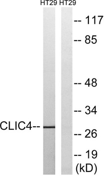CLIC4 rabbit pAb Antibody