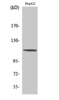CLIP-115 antibody