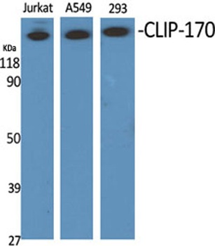 CLIP-170 antibody