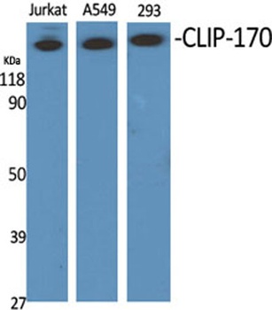 CLIP-170 rabbit pAb