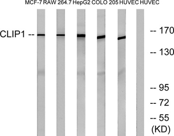 CLIP-170 antibody