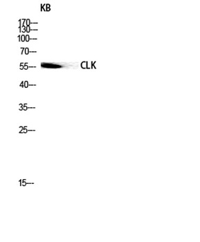 CLK1 rabbit pAb