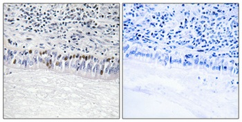 CLK1 antibody