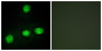 CLK1 antibody