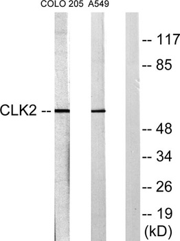 CLK2 rabbit pAb