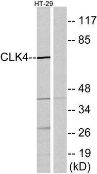 CLK4 rabbit pAb