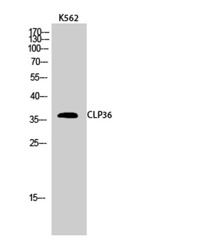 CLP36 rabbit pAb