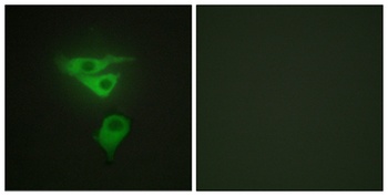 CLP36 antibody