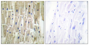 CLP36 rabbit pAb