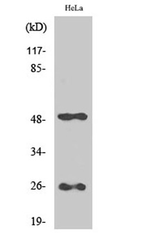 CLU antibody