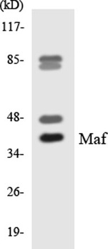 c-Maf antibody