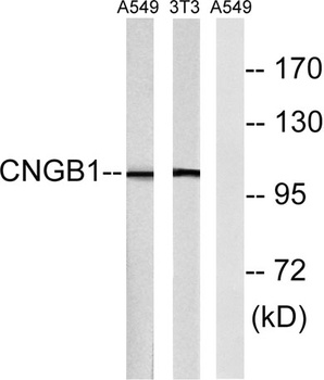 CNG-1β rabbit pAb