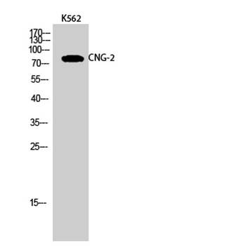 CNG-2 antibody