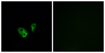 CNG-2 antibody