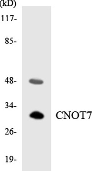 CNOT7 rabbit pAb