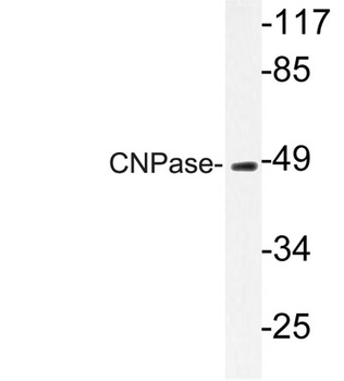 CNPase antibody