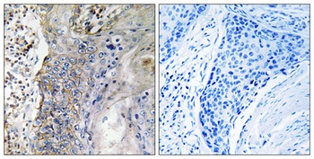 CNT2 antibody