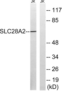 CNT2 antibody