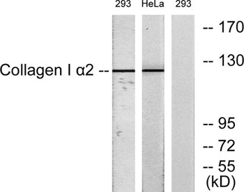 Collagen I antibody