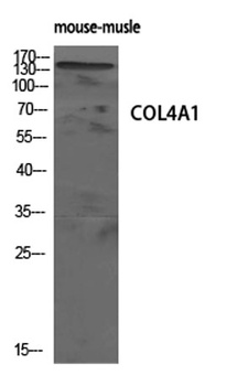 COL4A1 rabbit pAb