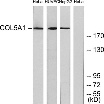 COL5A1 rabbit pAb