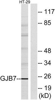 Connexin 25 rabbit pAb