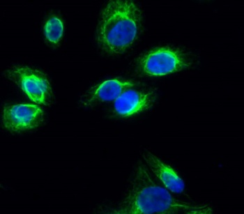 Connexin 43 antibody