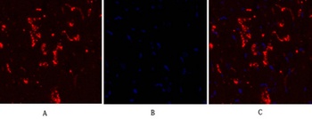 Connexin 43 rabbit pAb