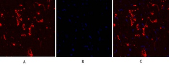 Connexin 43 antibody