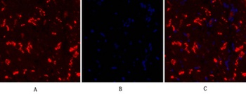 Connexin 43 rabbit pAb