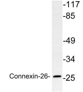 Connexin-26 antibody