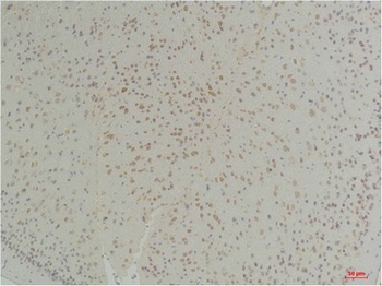 Connexin-26 rabbit pAb