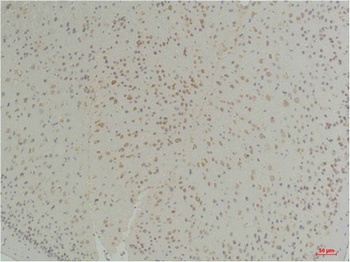 Connexin-26 antibody