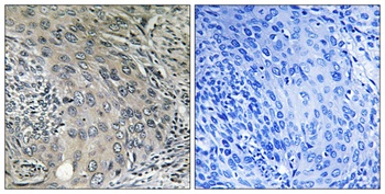 COP ζ1 rabbit pAb