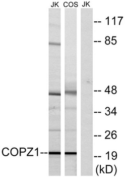 COP ζ1 rabbit pAb